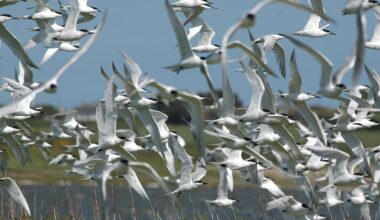 Nature offers something to celebrate at ‘ecological disaster’ site – The Irish Times