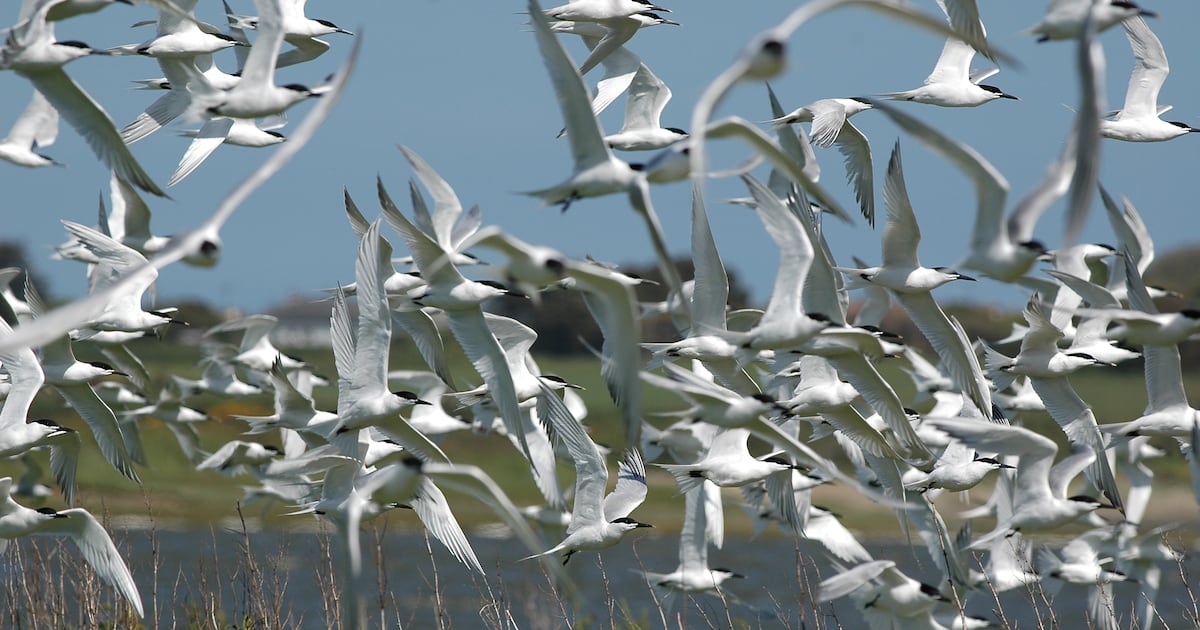Nature offers something to celebrate at ‘ecological disaster’ site – The Irish Times