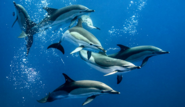 Thousands of dolphins probably dying off Irish coast every year