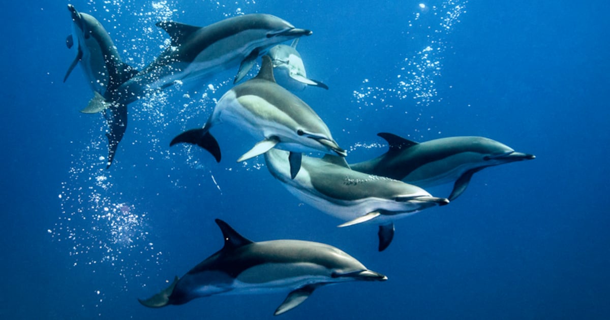Thousands of dolphins probably dying off Irish coast every year