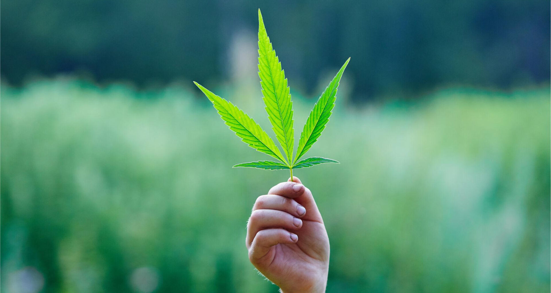 Weed Cannabis Drugs