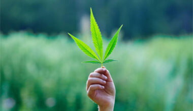Weed Cannabis Drugs