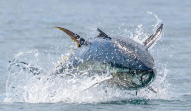 The Packet - Falmouth