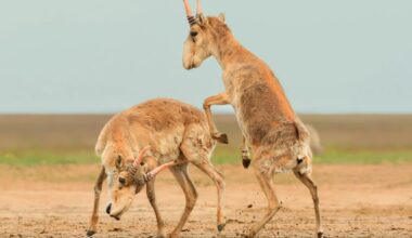 Scientists Highlight the Beauty of Survival in Wildlife Photo Contest