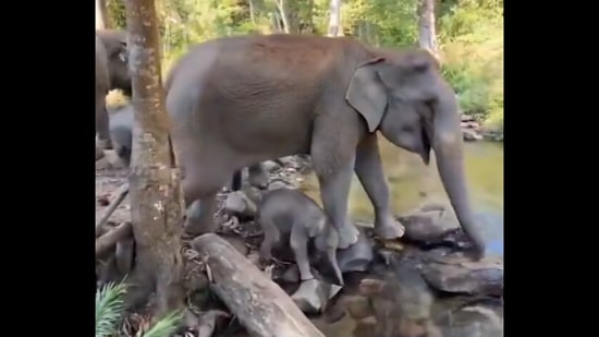A viral video showed a young elephant playing in a stream.(X@susantananda3)