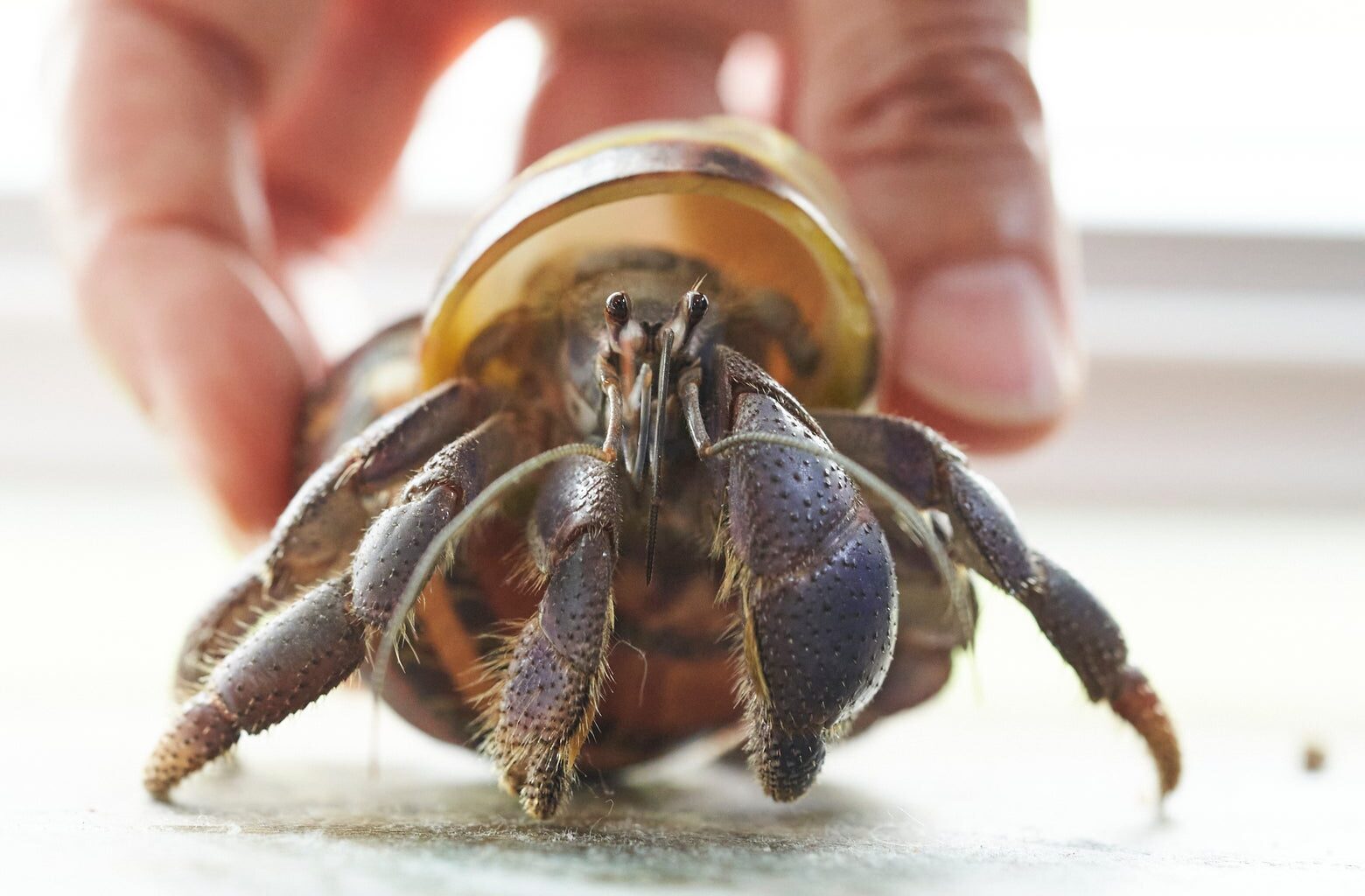 How long do hermit crabs live? The answer may surprise you.