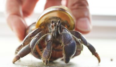 How long do hermit crabs live? The answer may surprise you.