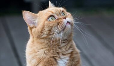 Photo of an orange cat