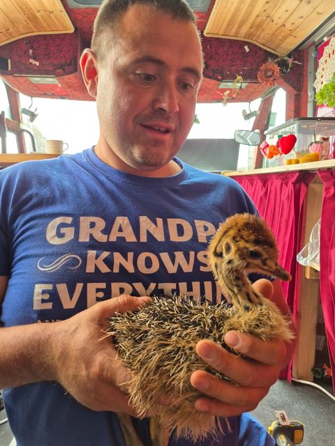 Anton Tovarnitskyi with the baby Ostrich born in Valentia.