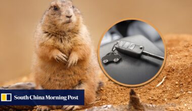 Groundhog steals tourist’s car keys in China, villagers rally to retrieve them