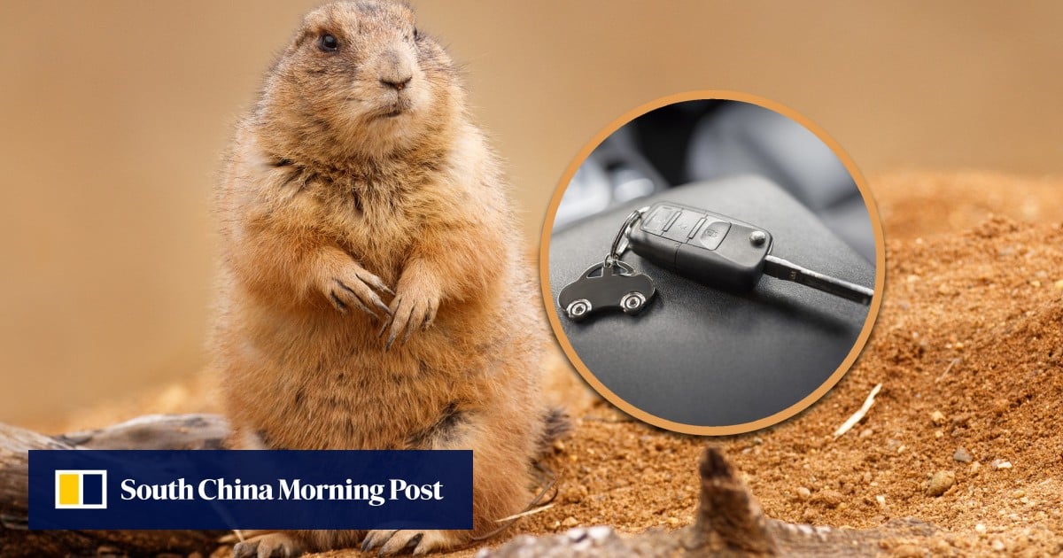 Groundhog steals tourist’s car keys in China, villagers rally to retrieve them