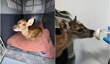 Baby sambar deer rescued from drain and reunited with herd after two-day search