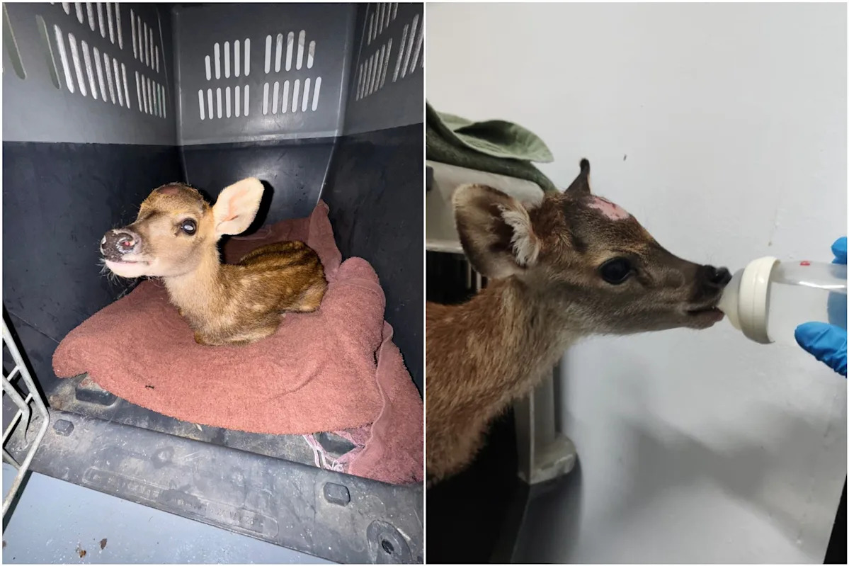 Baby sambar deer rescued from drain and reunited with herd after two-day search