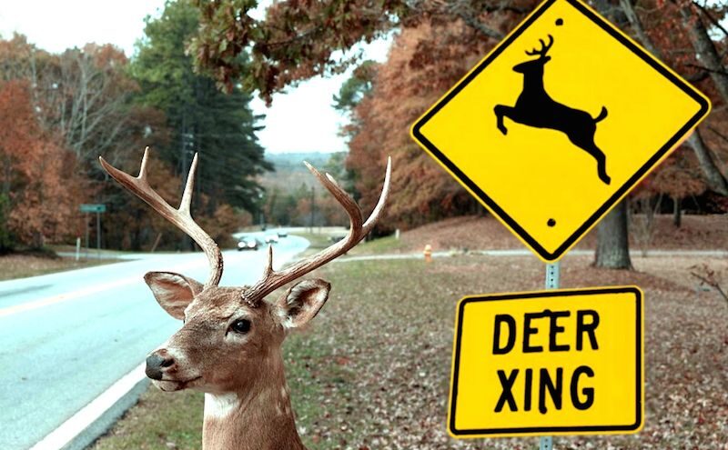 New Deer Management Unit to be set up in Donegal - McClafferty