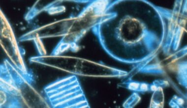 A Mysterious Glow in The Ocean Turns Out to Be Billions of Tiny Creatures : ScienceAlert