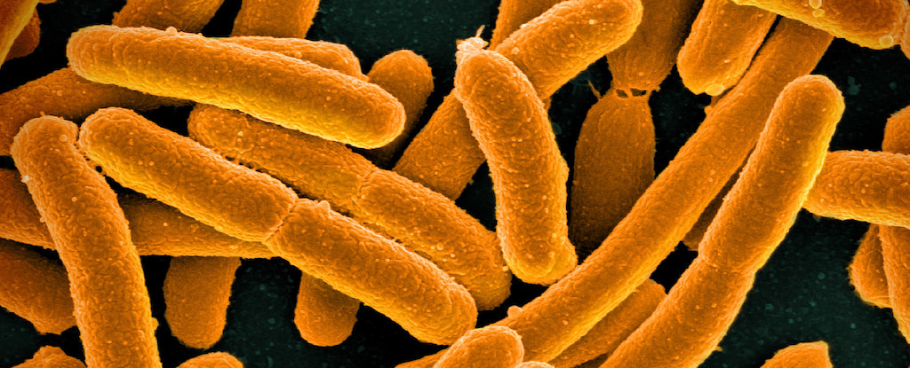 Scientists Have Just Created The Most Synthetic Life Form Ever : ScienceAlert