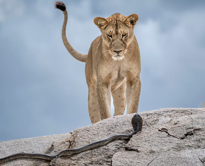 A dramatic stand-off between a lion and a cobra in Serengeti National Park, Tanzania. Photo: Gabriella Comi