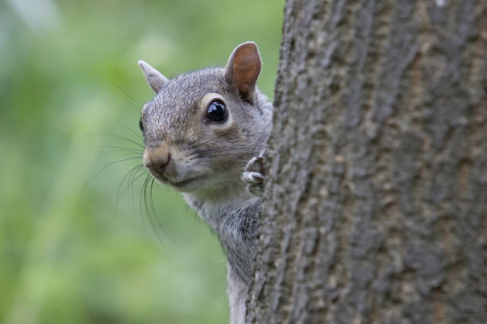 Grey squirrels can suffer from a condition called squirrel fibromatosis. Photo: Getty