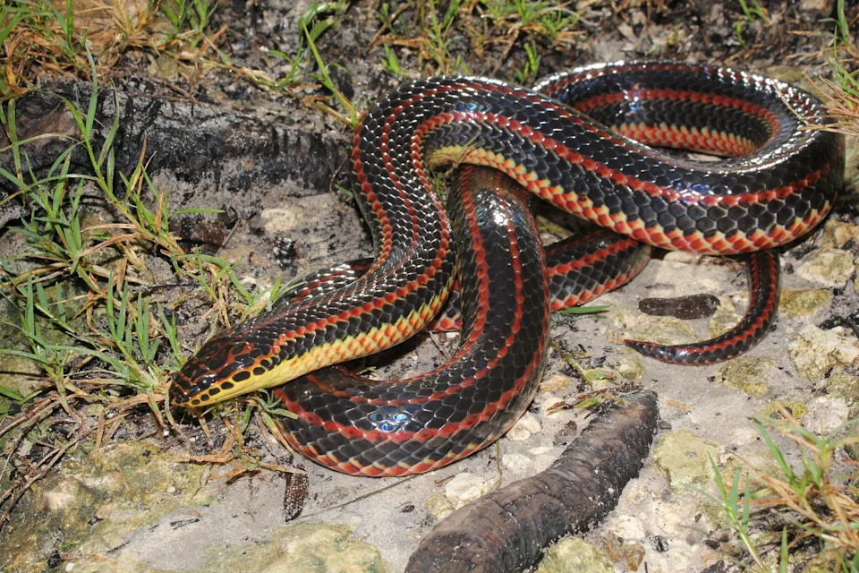 Rainbow snake