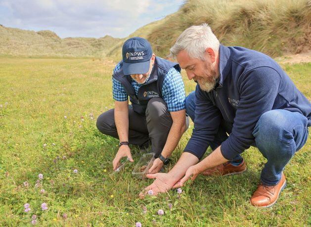 Rare natterjack toads released into the wild in Kerry