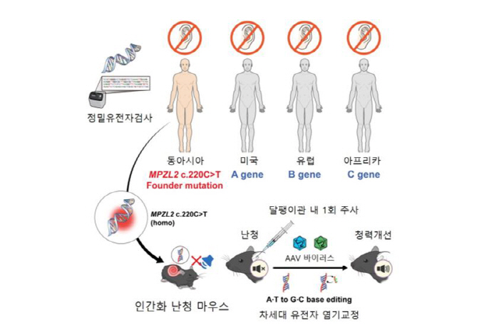 Genetic hearing loss-causing mutation proves hearing recovery with one genetic correction