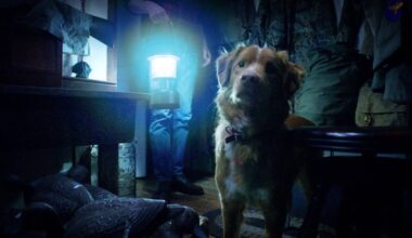 So many people watched the Good Boy trailer that it's getting a wider release