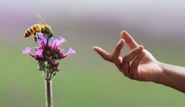 From ‘superfoods’ to ‘smart farms' scientists might actually solve the bee crisis