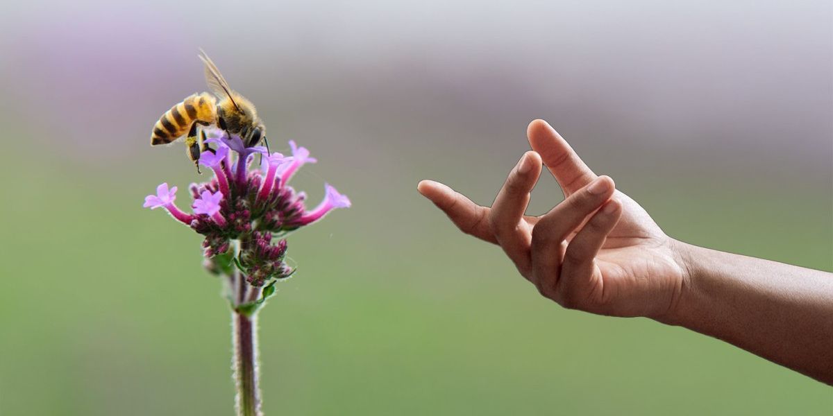 From ‘superfoods’ to ‘smart farms' scientists might actually solve the bee crisis
