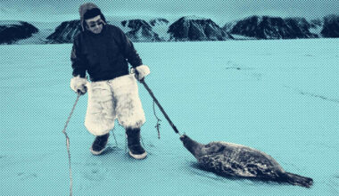 Hunting, pollution and tourism in EU threatening some seal species into extinction