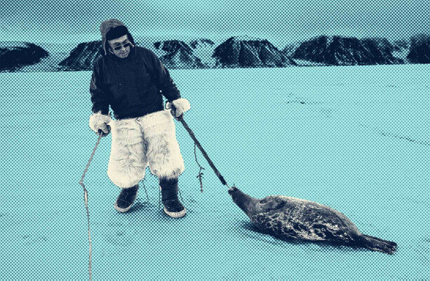 Hunting, pollution and tourism in EU threatening some seal species into extinction