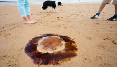 Beachgoers, be warned - the venomous Lion's Mane jellyfish has been spotted on Irish shores