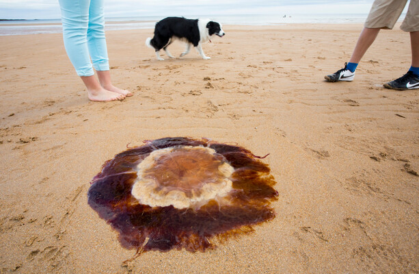Beachgoers, be warned - the venomous Lion's Mane jellyfish has been spotted on Irish shores