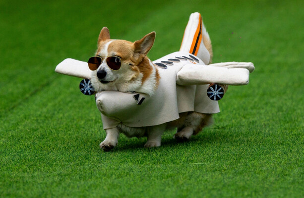 Are you a dog person? · TheJournal.ie