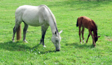Doctors issue warning as teenage girl contracts rare disease from horses in Co Limerick