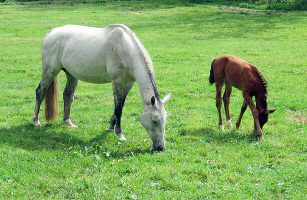 Doctors issue warning as teenage girl contracts rare disease from horses in Co Limerick