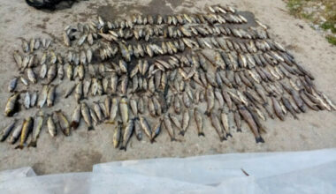'It's baffling': Anglers criticise watchdog over 24-hour-wait to sample scene of major fish kill - The Journal