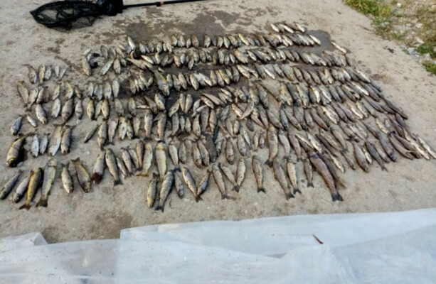 'It's baffling': Anglers criticise watchdog over 24-hour-wait to sample scene of major fish kill - The Journal