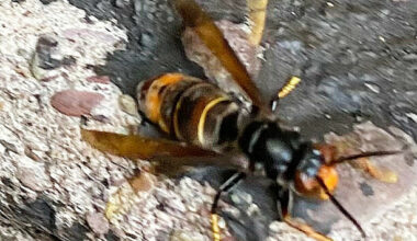 More Asian Hornets that threaten biosecurity have been spotted in Ireland