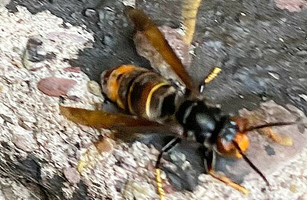 More Asian Hornets that threaten biosecurity have been spotted in Ireland