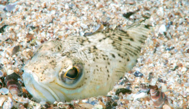 Woman burns hands trying to remove poison after sting from venomous fish in Co Donegal