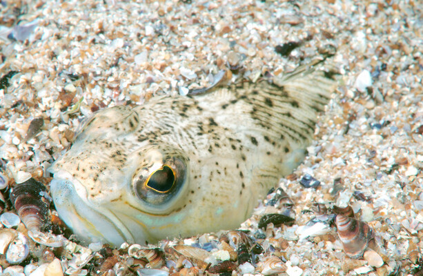 Woman burns hands trying to remove poison after sting from venomous fish in Co Donegal
