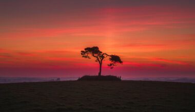 Developer redrawing €64m housing scheme plan to save a fairy tree in Co Wicklow - The Journal