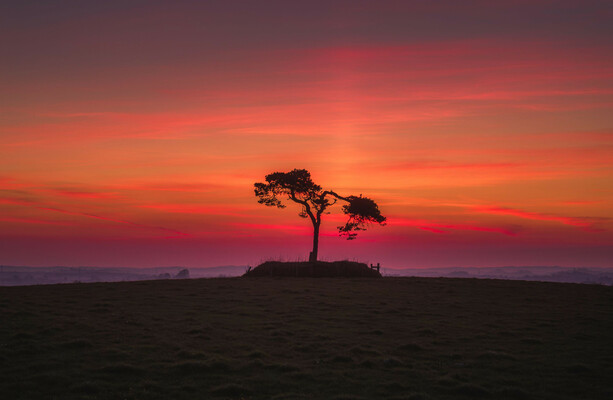 Developer redrawing €64m housing scheme plan to save a fairy tree in Co Wicklow - The Journal