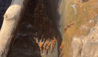 US firm’s solid rocket motor with grain propellant tested, delivers increased performance