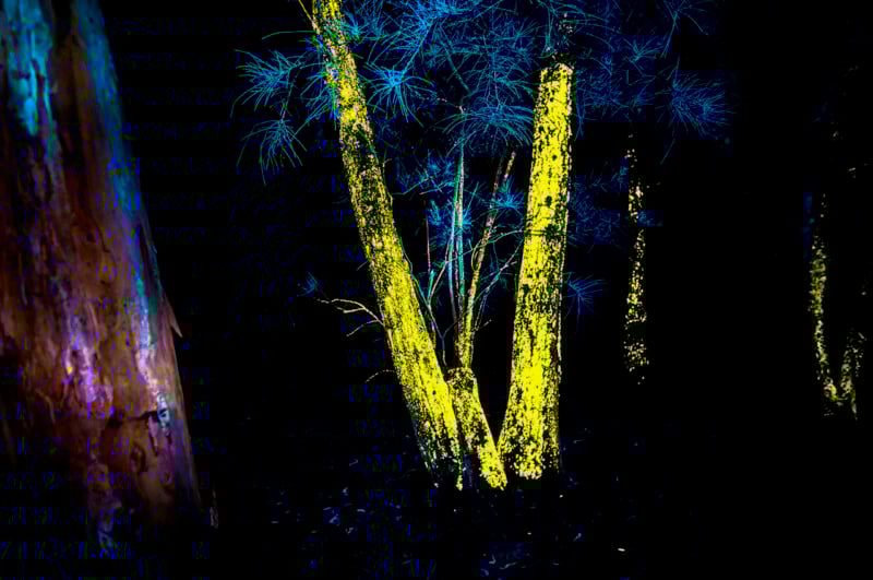 Tree trunks illuminated with bright yellow and blue lights stand out against a dark background at night, creating a glowing, surreal forest scene.