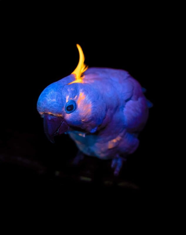 A parrot with vibrant blue feathers and a glowing yellow crest stands against a black background, illuminated by dramatic lighting.