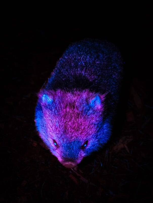 A wombat is illuminated by vibrant blue and pink lighting, standing out against a dark background. The light highlights the fur and facial features of the animal.