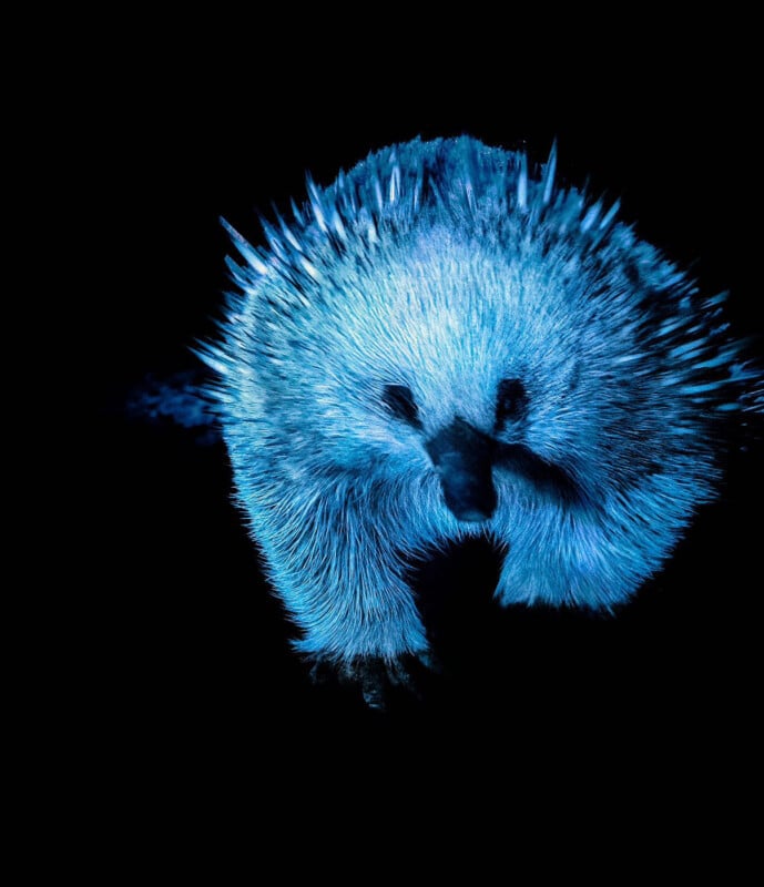 A close-up of an echidna with spiky fur, illuminated in blue light against a pitch-black background.