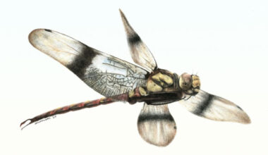 Cordualadensa acorni. Image credit: Alex Anderson.