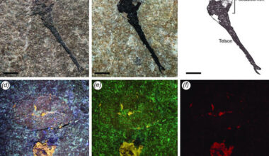 Ciurcalimulus discobolus, holotype. Scale bars - 5 mm. Image credit: James C. Lamsdell, doi: 10.1098/rspb.2025.0874.
